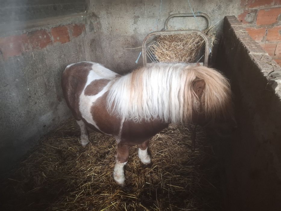 Lindo pónei shetland