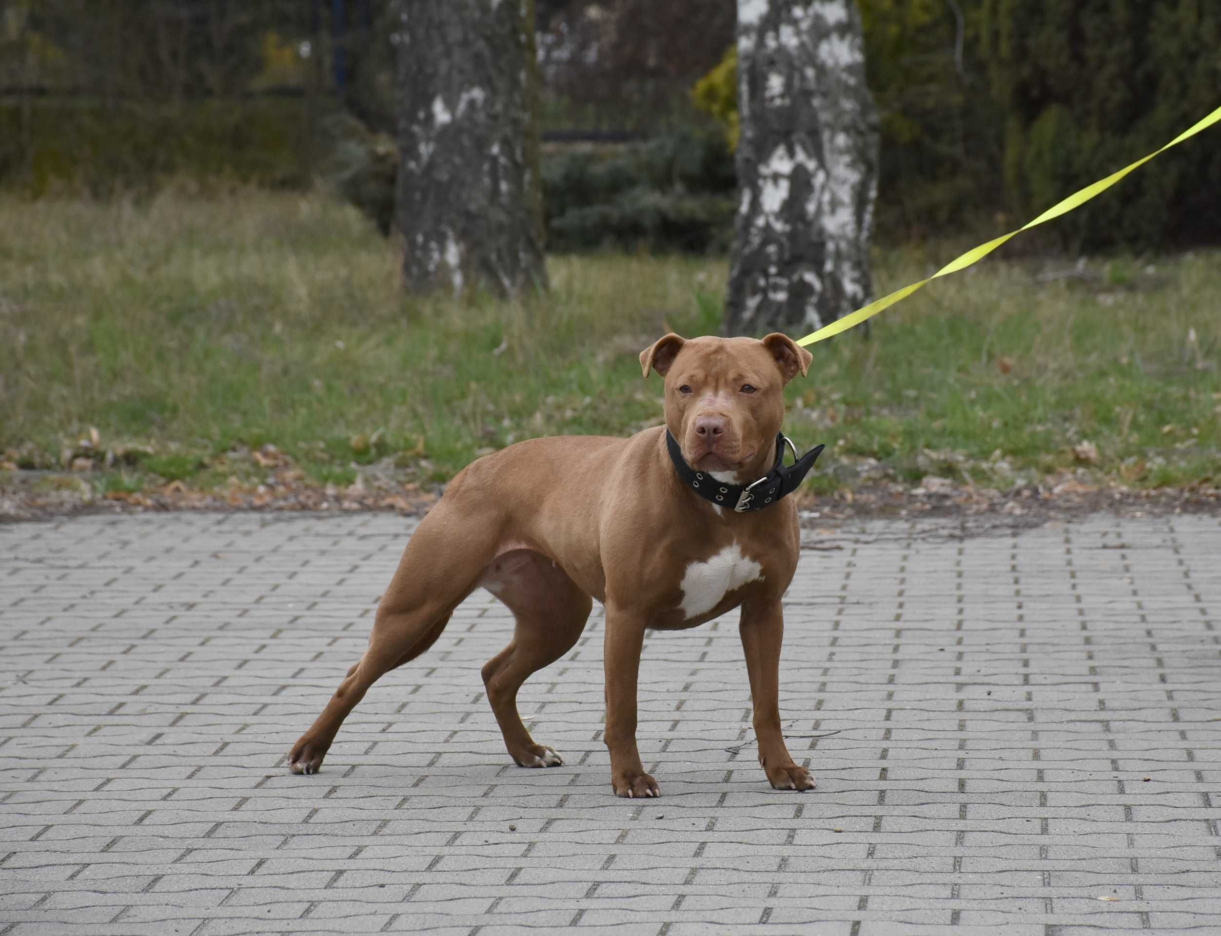 Szczenię American Pit Bull Terrier, Pitbull