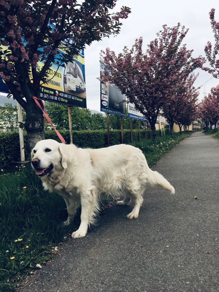 В очікуванні Золотистий ретрівер/ goldenretriever