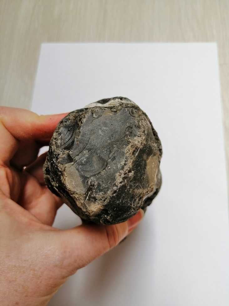 Skamielina, skamieniałość. Rozmiar 12x8 cm, waga 725g.