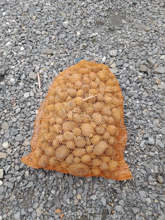 Ziemniaki drobne paszowe