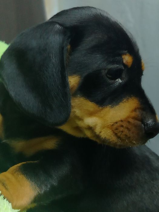 Такса дівчинка породиста