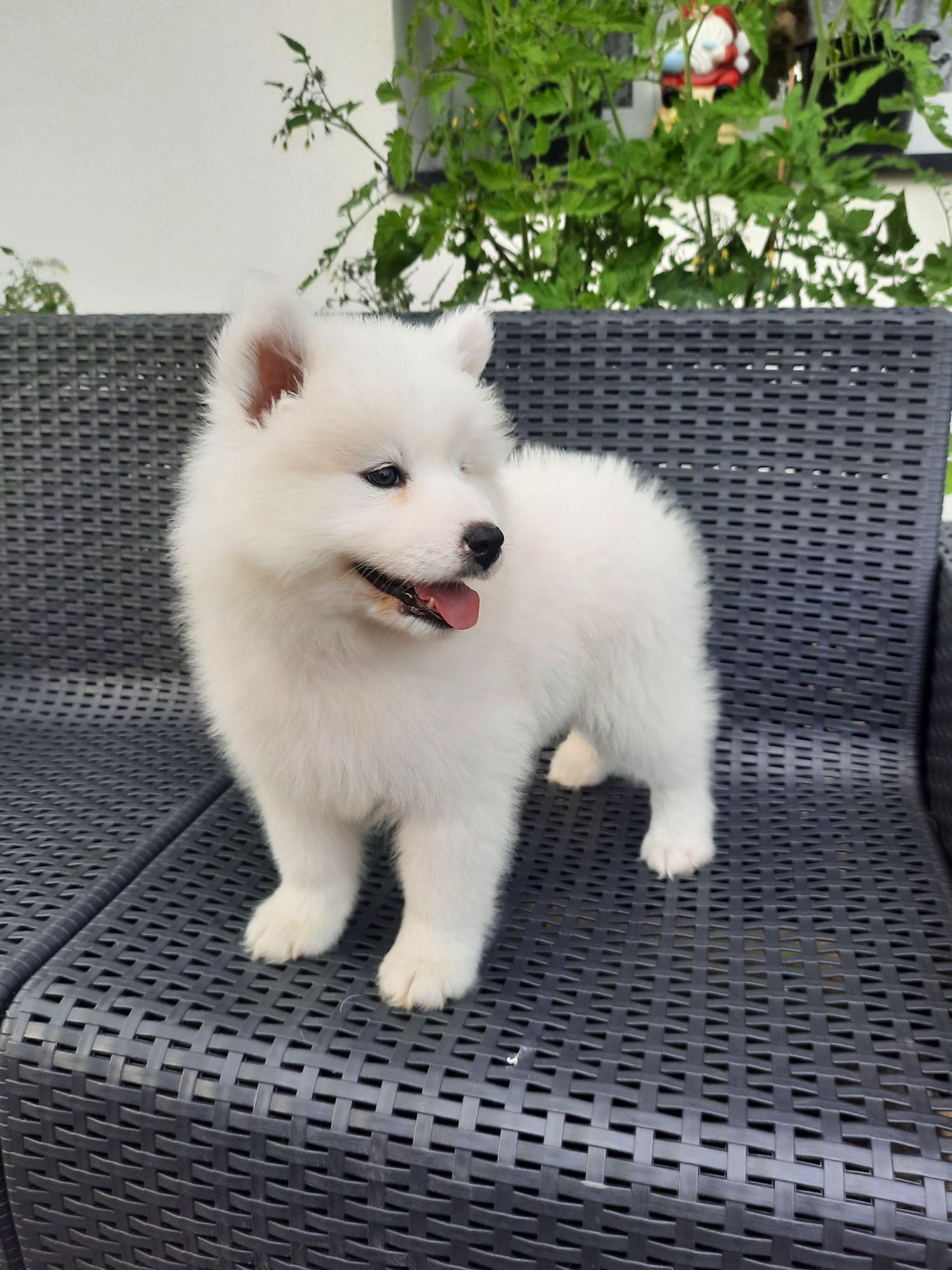 Samoyed typ misia suczka