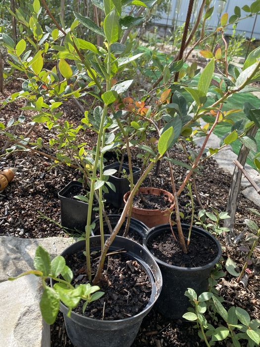 Актинідія аргута Женева Лохина Дюк саджанці