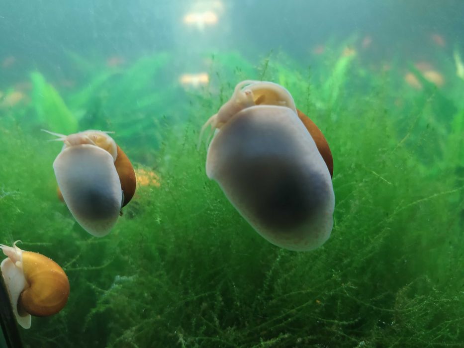 маленькие - по 10, большие - по 20