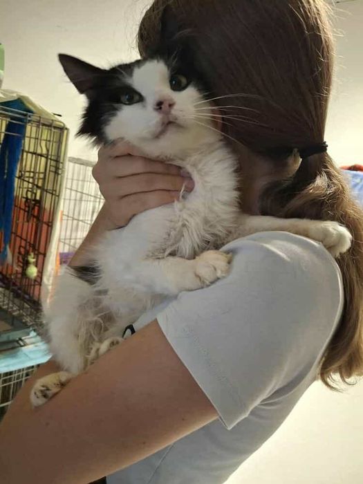 Piekny Pon szuka swojego domku