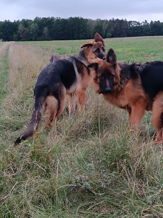 Suczka FCI długowłosa Owczarek Niemiecki