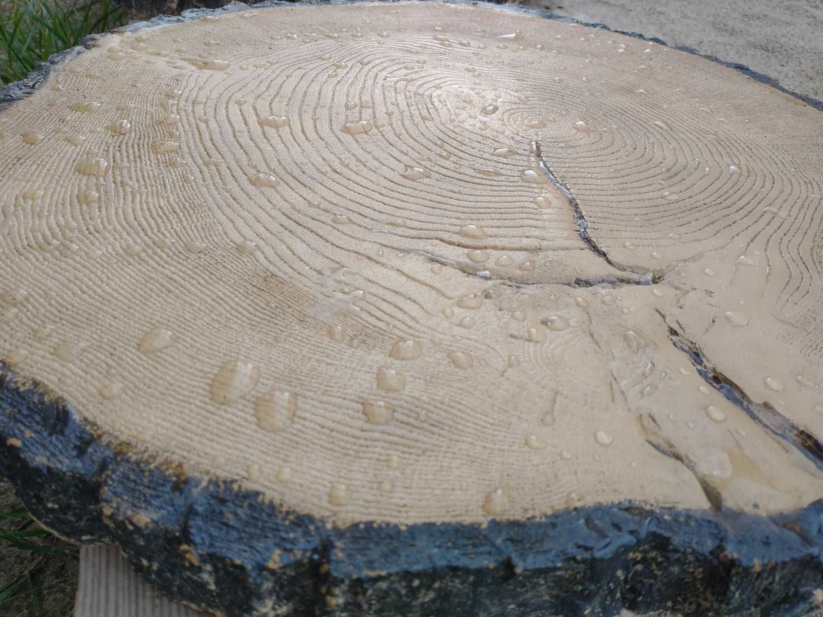 Plaster pieniek z drewna betonowego fi 52 cm beton ogrodowy