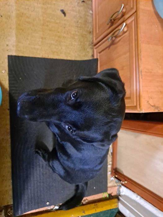 Labrador Retriever ośmio miesięczny pies samiec rodowód