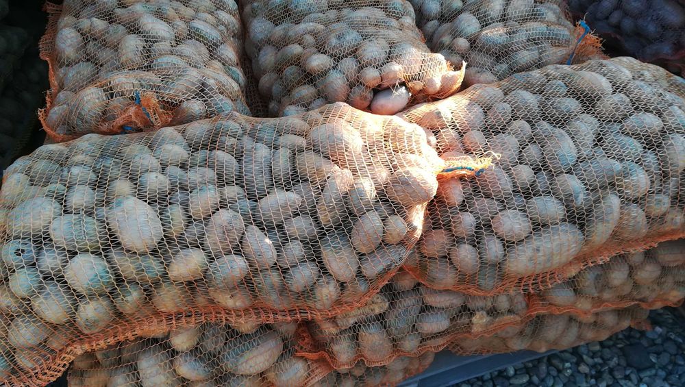 ziemniaki paszowe, odpadowe.