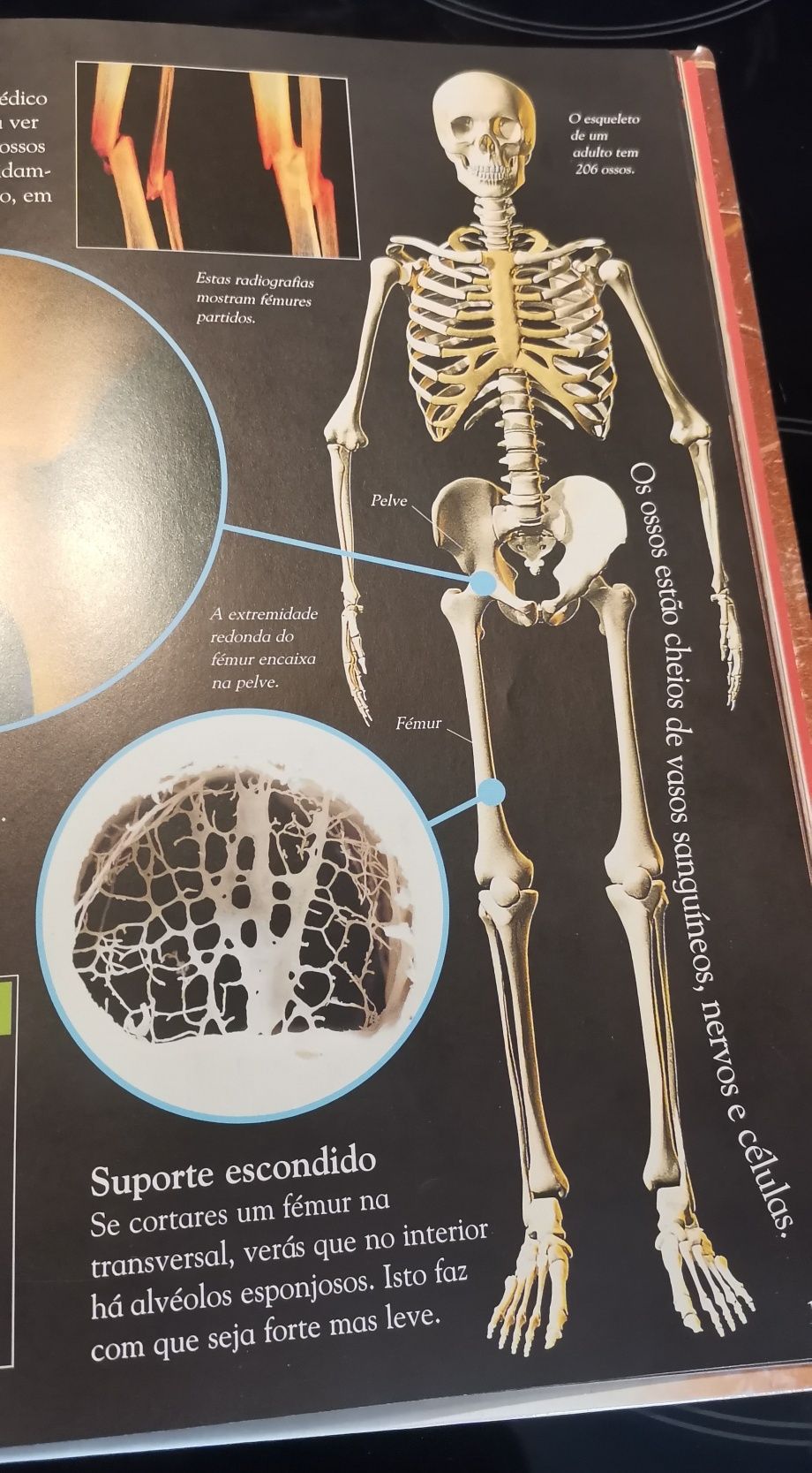 Livro Corpo Humano