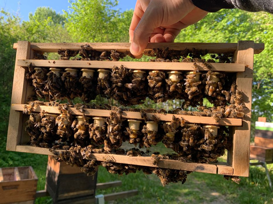 Matki pszczele unasienione Sklenar G10 sprawdzone czerwienie