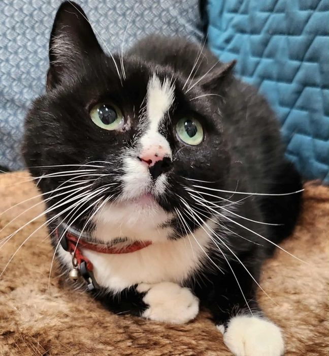 Kocurek czarno biały