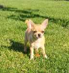 Chihuahua suczka fci ZkWwP