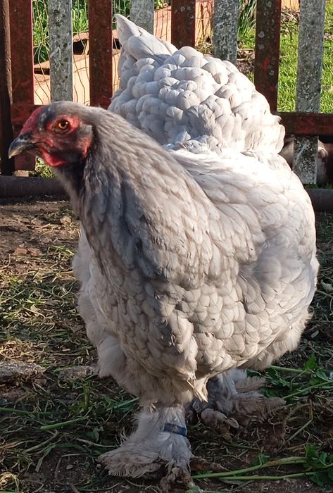 Aves Ornamentais Brahma Azul