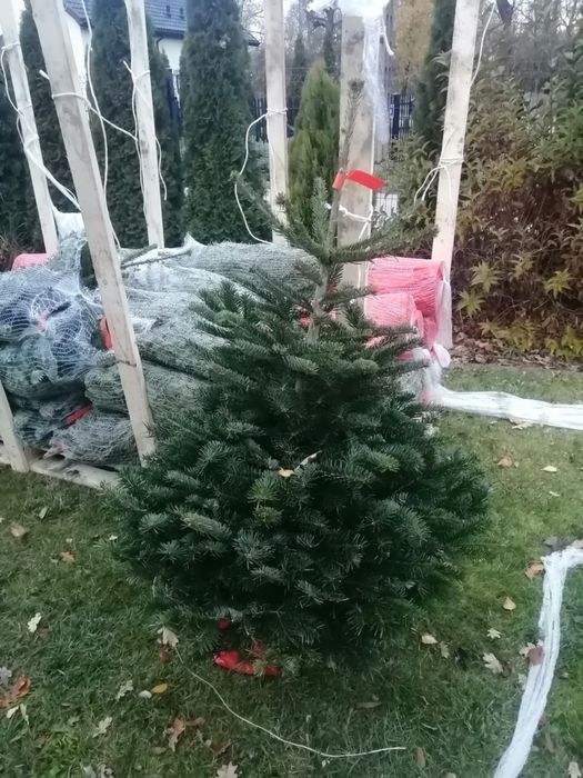 Jodła kaukaska w donicy