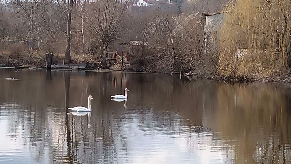 Продам ділянку, садове товариство Лідне