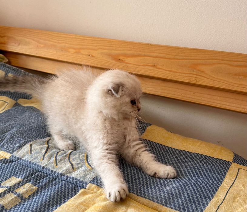 Scottish Fold gatinho
