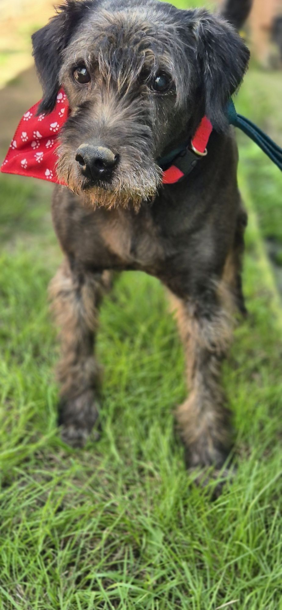 Piesek okolo 9 lat