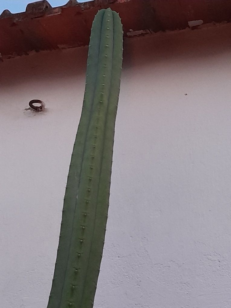 Cactos San Pedro (Echinopsis Pachanoi)
