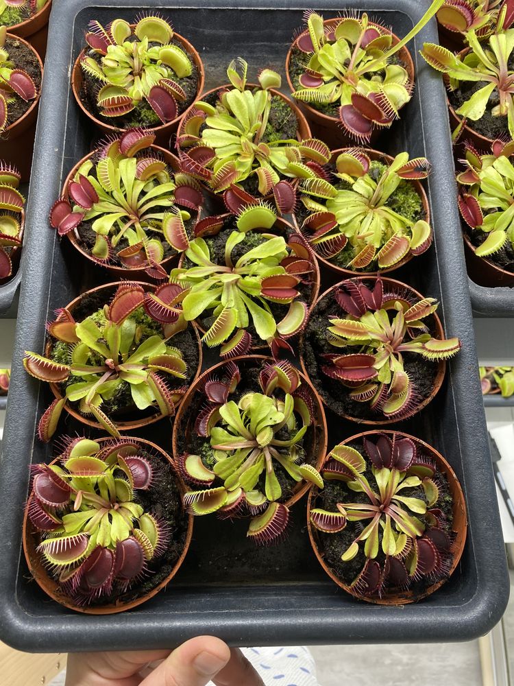 У продажу Венерина мухоловка / Dionaea muscipula