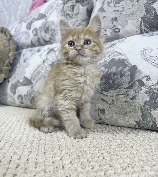 Скучно?Купите малышку