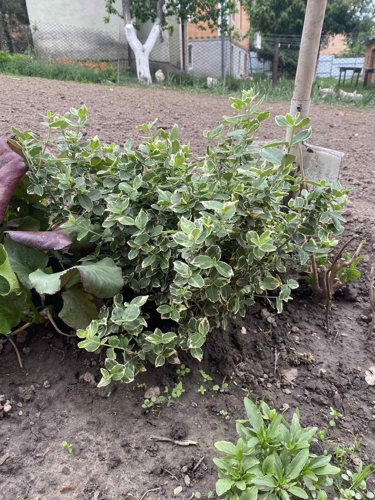 Продам 2 види бересклета