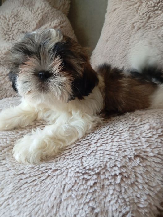 Szczeniaczek shih-tzu piesak