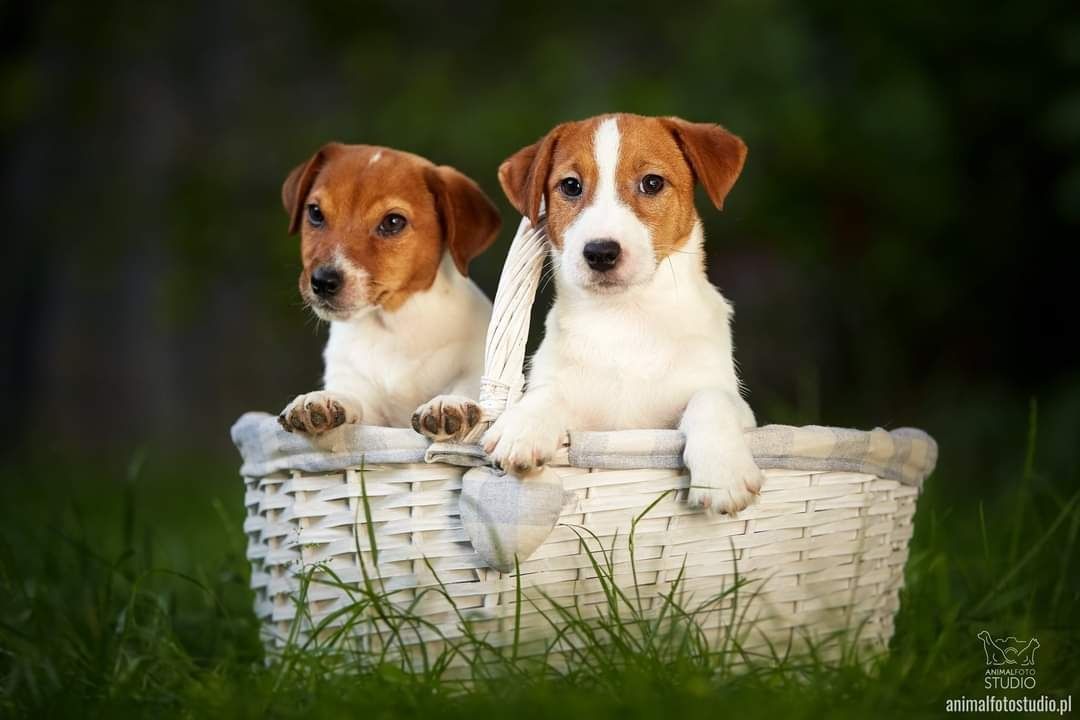 Jack Russell Terrier Hodowla FCI Warszawa