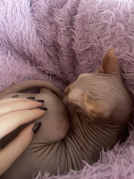 Ельфійський Сфінкс