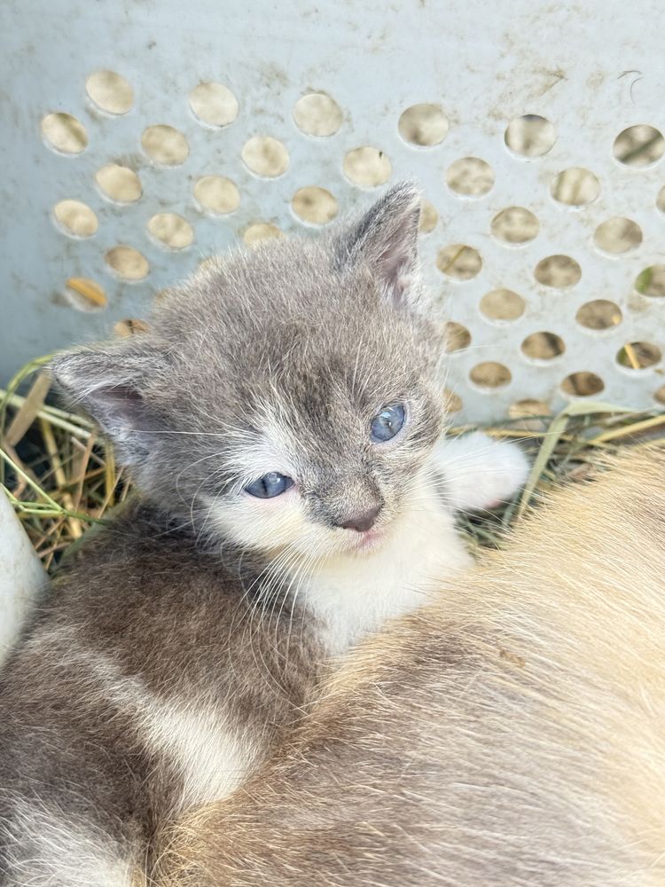 Віддамо в добрі руки Кошенят