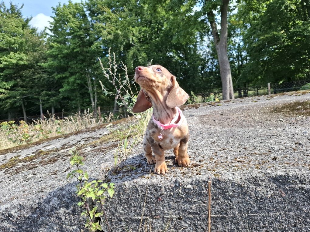 jamnik miniaturowy suczka merlle choco