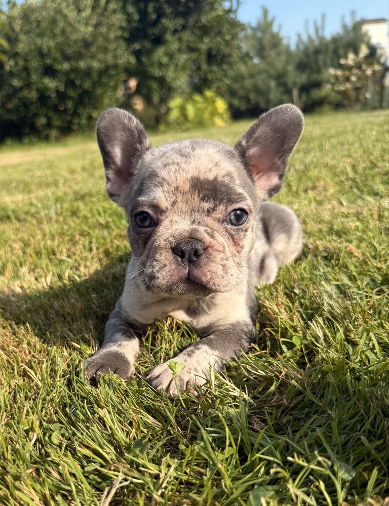 Buldog francuski suczka merle