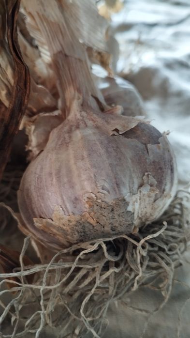 Harnaś czosnek. Piekny 1kg