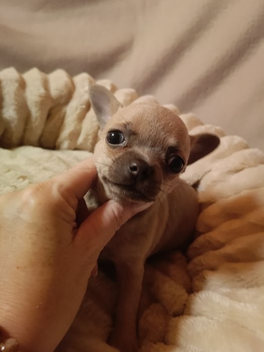 Chihuahua suczka