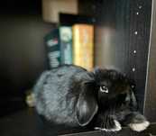 Dwa kroliki rasy mini lop