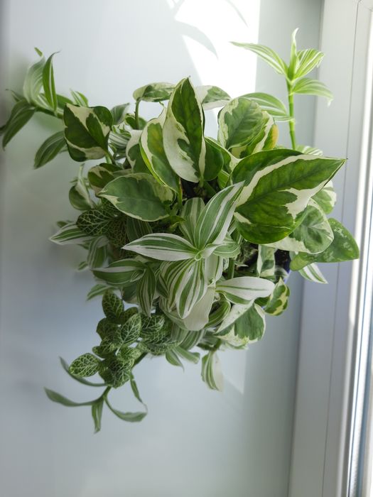 Набір квітів всі варієгатні. Піктус, Традесканція, Енджой, Фіттонія