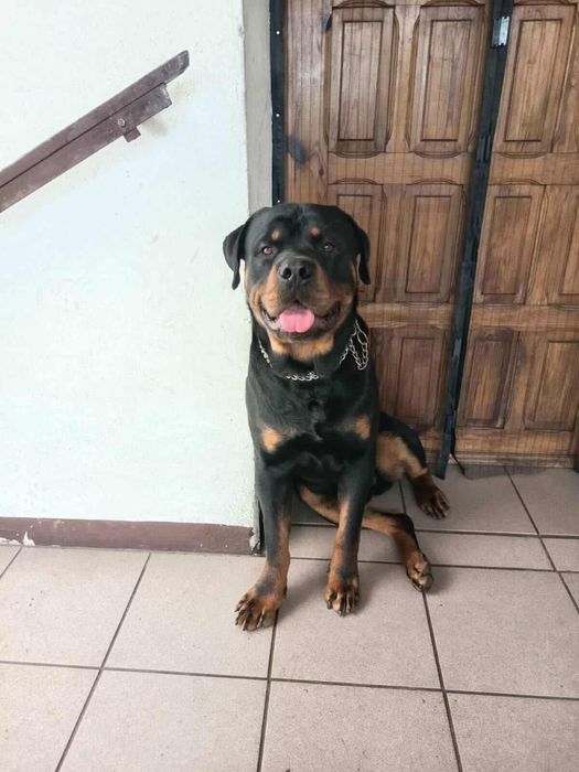 Rotweiller samiec krycie