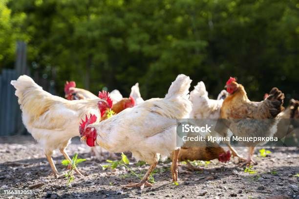 Домашнi яйця, с. ЗАСУЛЛЯ