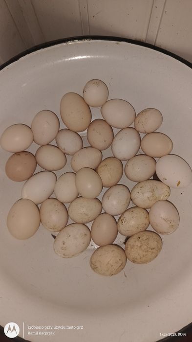 Jaja wiejskie ekologiczne z wolnego wybiegu