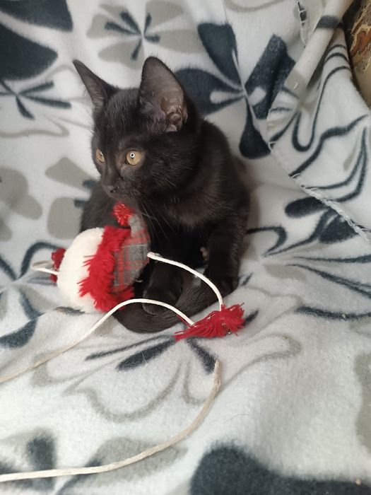 Kocurki do adopcji