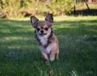 Chihuahua długowłosy piesek odchowany cudowny charakter
