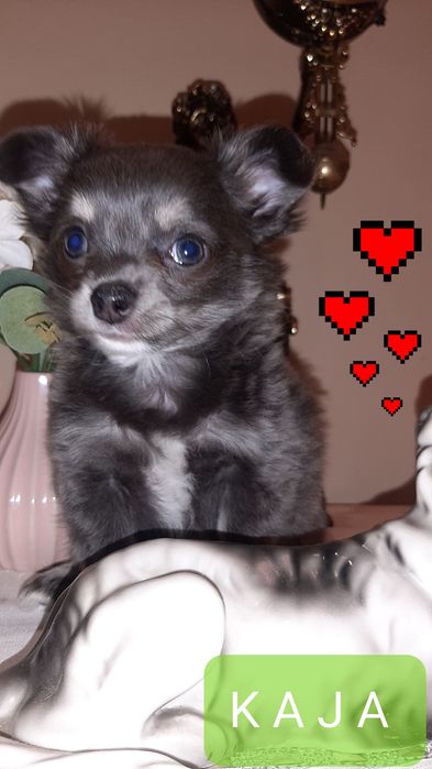 Śliczna suczka Kaja Chihuahua