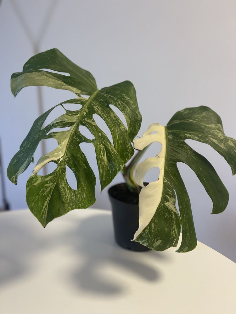 Planta   Monstera variagata  albo