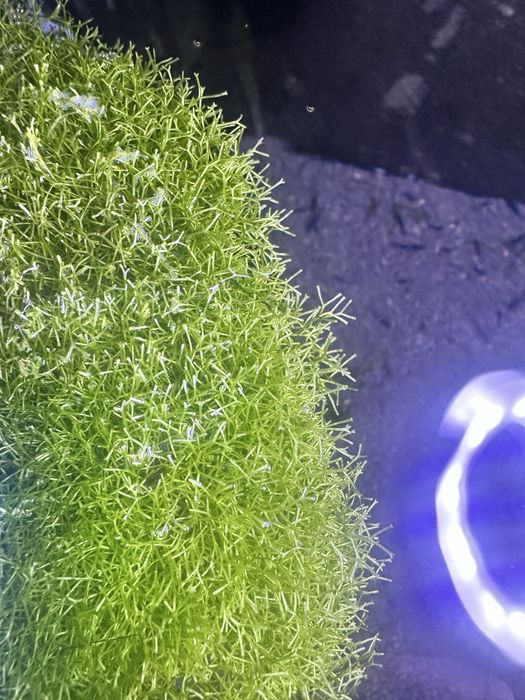 Doses de Musgo Riccia