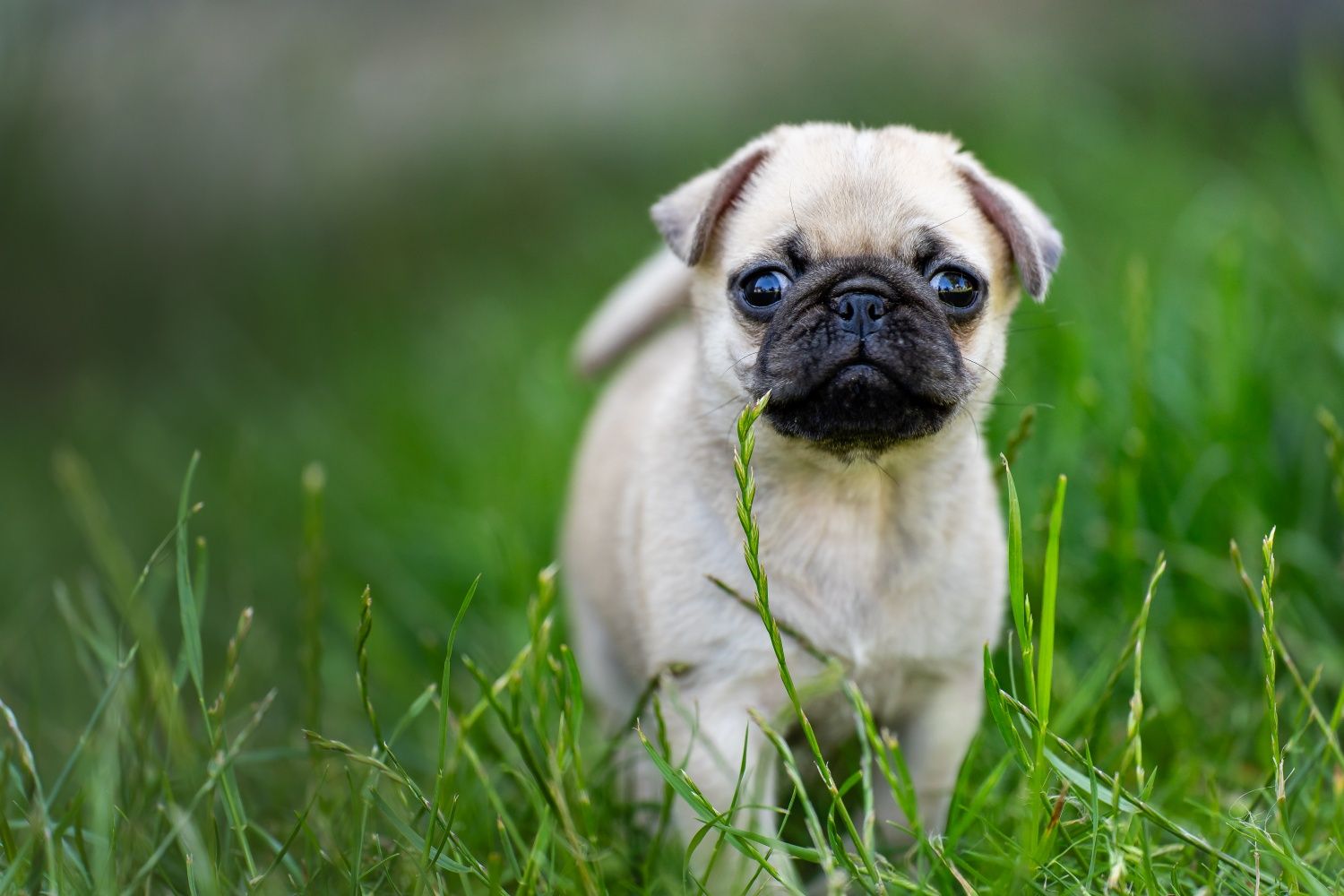 Mops 8 tygodnowy piesek