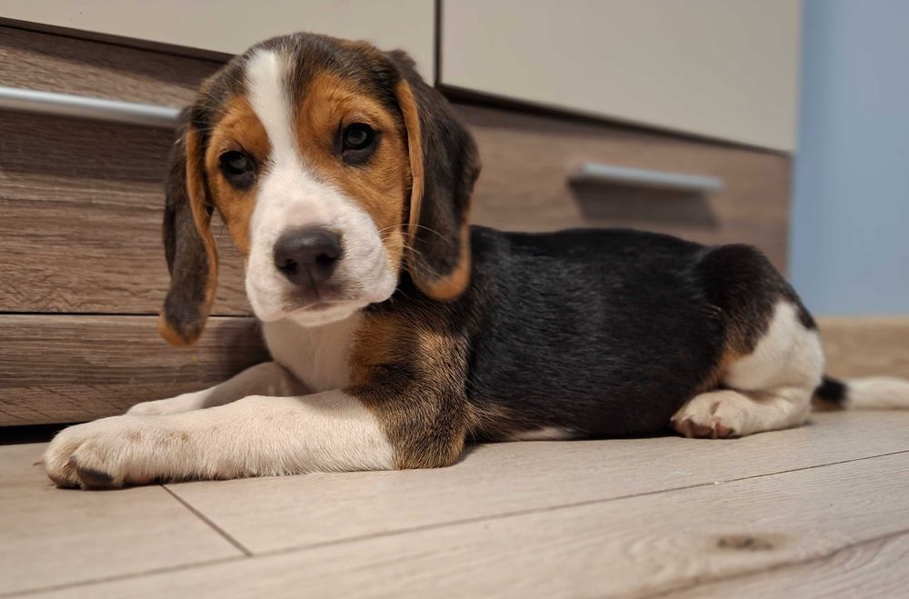 Sprzedam pieska rasy BEAGLE