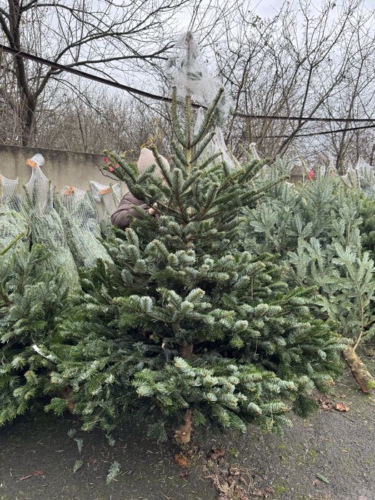 Ялиці нордман роздріб та гурт