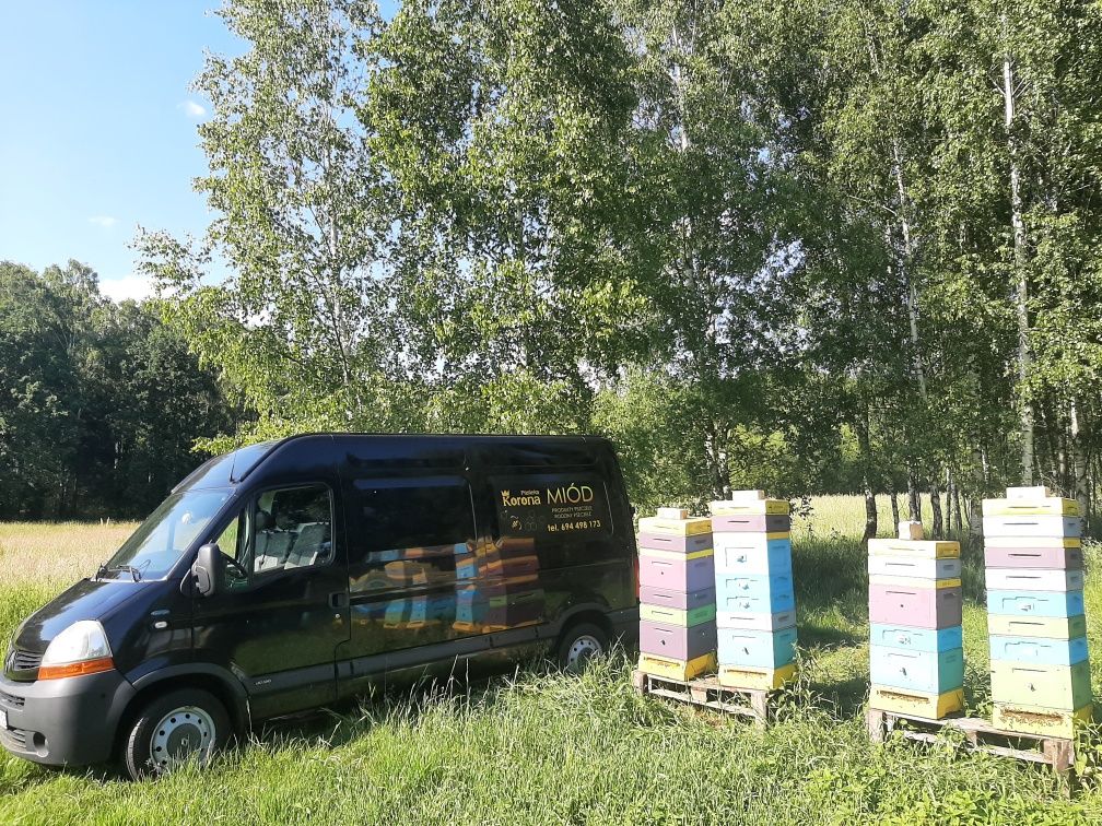 Rodziny pszczele ramka Wielkopolska