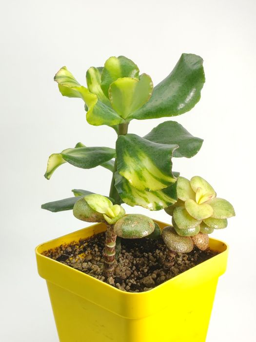 Красула, грошове дерево, толстянка, денежное дерево